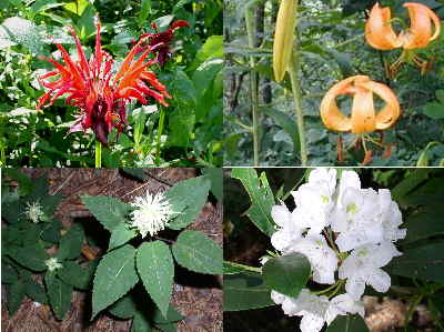 A few of today's wildflowers. (top left clockwise) Bee Balm, Turk's Cap Lily, Rosebay Rhododendron, Bergamot.