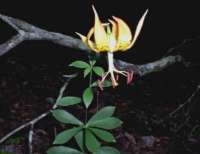 A beautiful Carolina Lily!