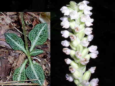 The Rattlesnake Plantains were in full bloom. Goodyera pubescens or Rattlesnake Orchid.