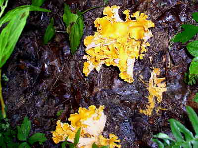 In the moist woods, we see lots of colorful fungi.