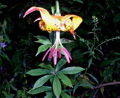 For the second week in a row, we find a Carolina Lily!