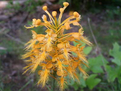 Right away, we find some beautiful Yellow Fringed Orchids.