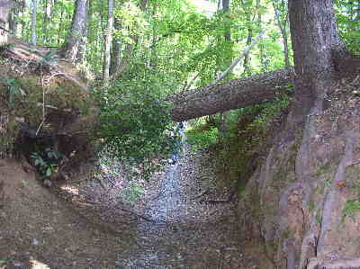 Here, a nice-sized tree has fallen across the trail.