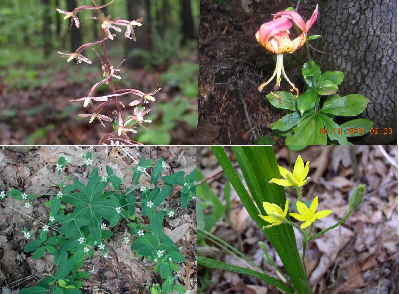Some of today's wildflowers. (top left - clockwise)Cranefly Orchid, Carolina Lily, Yellow Star-grass, Flowering Spurge.