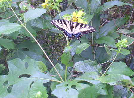Butterfly on a Bearsfoot (Polymnia uvedalia).