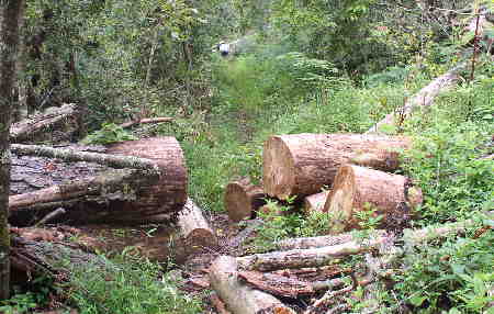 There are many pine trees down along the trail due to the pine beetles, but most have been cut to allow passage.