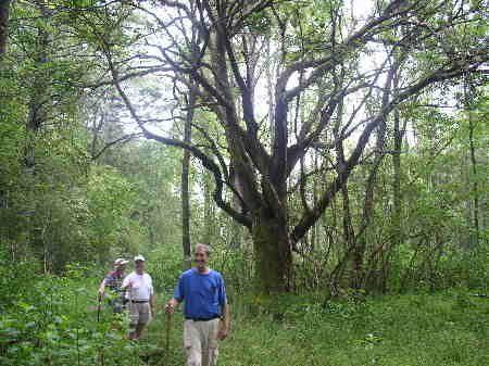 A beartiful old tree at the old homestead and some nice old folks hiking!