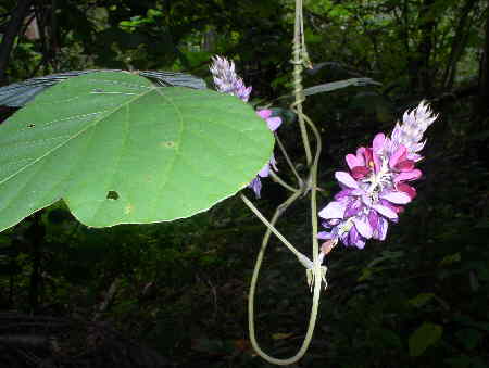 The beautiful and fragrant blossom of Pueraia lobata. Otherwise known as Kudzu!