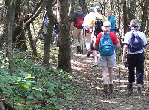 This portion of the A.T. is mostly hardwoods, rhododendrons and mountain laurel.