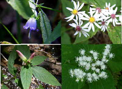 Some of the wildflowers on the trail: (top left - clockwise)Southern Harebell, White Wood Aster, White Snake Root, Turtleheads.