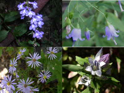 Some of the wildflowers on the trail today: (top left - clockwise)Lobelia, Southern Harebells, , Gentian, Wood Asters.