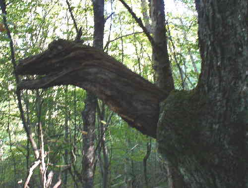 Nature's marvel! Is it a dragon?
