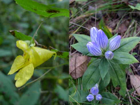 A couple of today's wildflowers: (l-r) Pale Jewelweed (Impatiens pallida), Mountain Gentian (Gentiana decora)