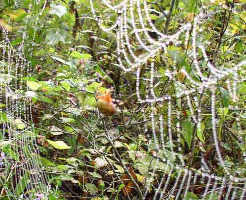 We passed by this nice spider on his dew-covered web.