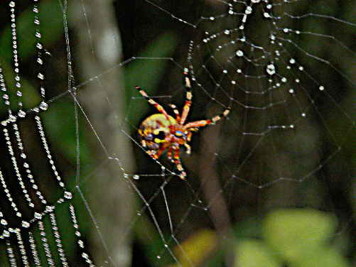 Spider up-close! Let me know if anyone can ID this spider.