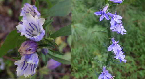 A couple of today's wildflowers (l-r) Gentian and Lobelia.
