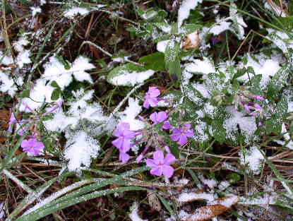 These Phlox were also surprised by the snow!.