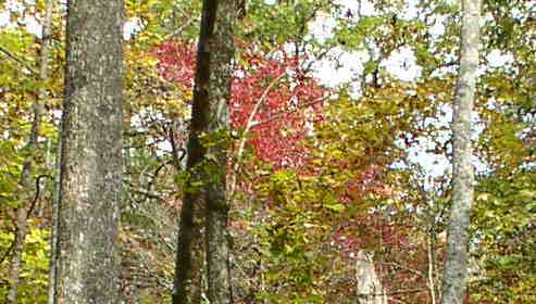 There are patches of color but the peak will probably be next week..