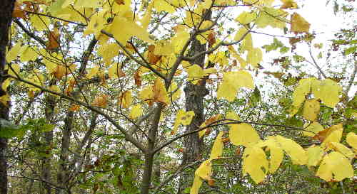 Nice yellow foliage on this Striped Maple Tree (Acer pensylvanicum)..
