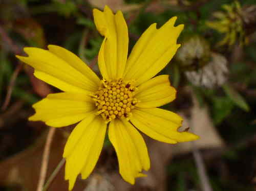 Some wildflowers are hanging on after frost. (Coreopsis lanceolata)