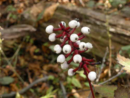 Doll's Eyes (the fruit of White Baneberry)