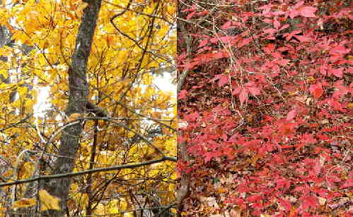 Yellows and reds!