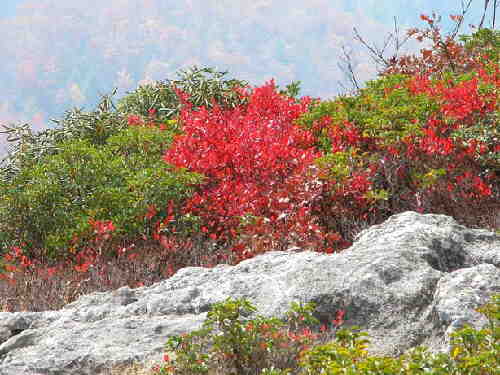 Brilliant red!