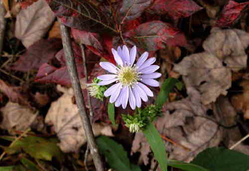 Nice Blue Wood Aster.