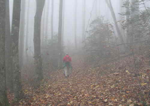 Heading up the trail on a foggy morning..