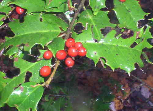 Signs of the season! American Holly.