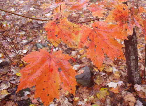 Most of the leaves have fallen but we find a few patches of color..