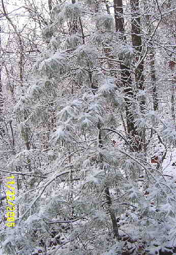 White pine! .