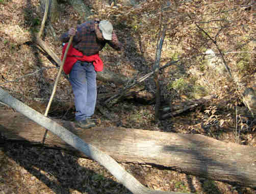 Dare-devil Dan walks the log across a creek-bed.