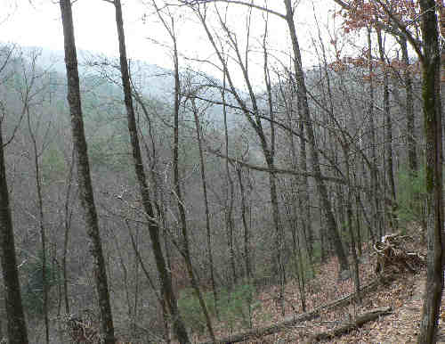This is a typical north Georgia Mountains trail.