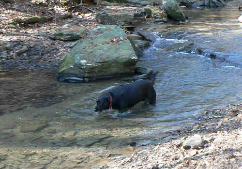Our trail dog "Jet" wondered why we were so careful!