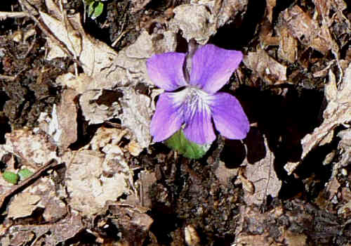 Only wildflower of the day. Common Blue Violet (Viola sororia)