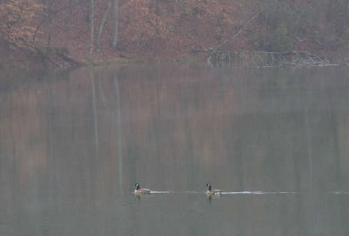 We saw several Canada Geese and Mallards.