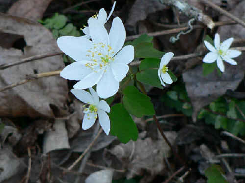 The early wildflowers are blooming! Rue Anemone (Anemonella thalictroides)