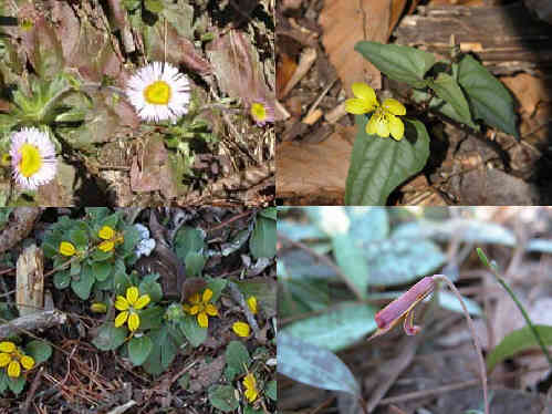 Some of today's wildflowers! (top left - clockwise) Robin's Plantain, Halberd-leaved Violet, Green & Gold, Trout-Lily.