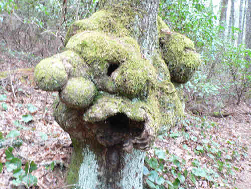 The Gargoyle-looking tree!