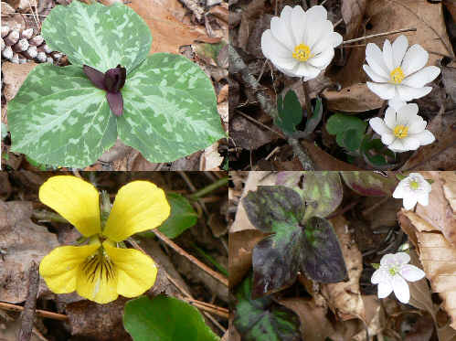 Some of today's wildflowers: (top left - clockwise) Toadshade Trillium, Bloodroot, Hepatica, Round-leaved Yellow Violet.