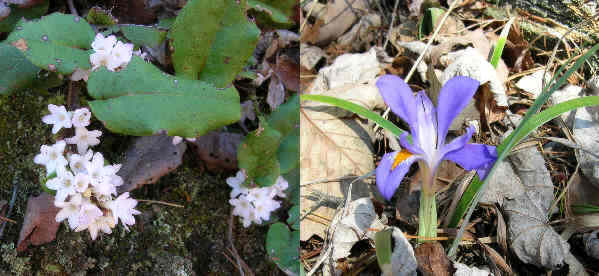 A couple of today's wildflowers: (l-r) Trailing Arbutus (Epigaea repens) and Dwarf Iris (Iris verna)