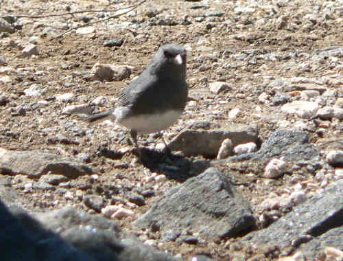 This friendly little Junco enjoyed some bread crumbs that we tossed to him!