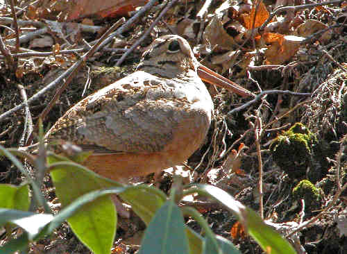 Our first ever sighting (while hiking) of an American Woodcock. This beauty was walking slowly beside the trail when Ray Cowan captured this photo!