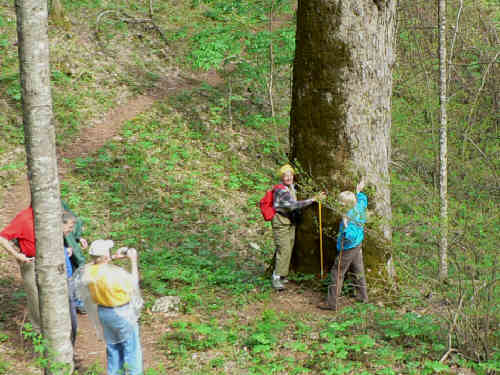 This is the largest Yellow Buckeye Tree that we have ever seen!