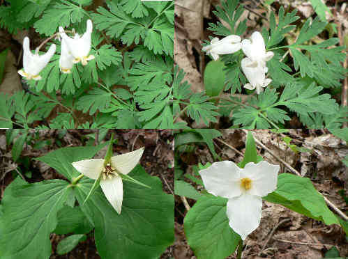 Some of today's flower pics.(l-r clockwise) Dutchman's Breeches, Squirrel Corn, Trillium Grandiflora, White Erect Trillium
