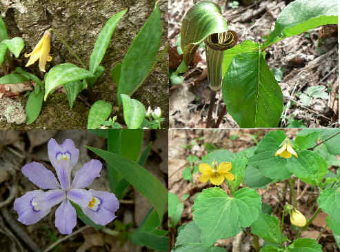 More flowers (l-r clockwise) Trout Lily, Jack-in-the-Pulpit, Downy Yellow Violet, Dwarf Crested Iris.