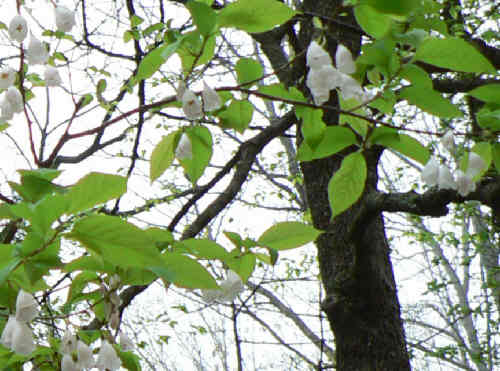 The Carolina Silverbell trees were blooming!