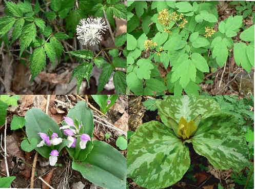 One more set of flowers! (l-r clockwise) Red Baneberry, Blue Cohosh, Yellow Trillium, Showy Orchis.