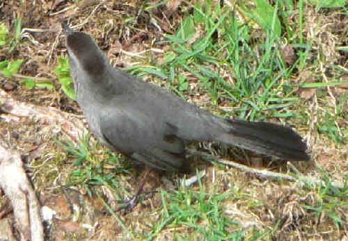 A friendly Catbird visited at lunchtime!